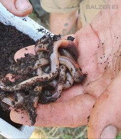 Welsangeln - Naturköder Tauwürmer
