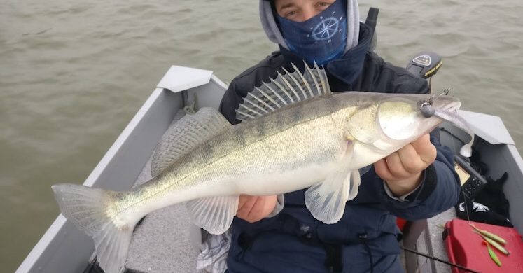 Balzer - Owner Juster Shad 1